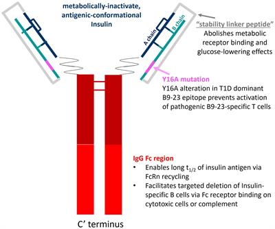 An antigen-specific immunotherapeutic, AKS-107, deletes insulin-specific B cells and prevents murine autoimmune diabetes